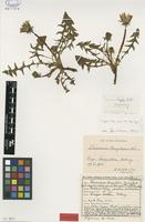Isolectotype of Taraxacum tanylepis Dahlst. [family ASTERACEAE]