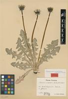 Lectotype of Taraxacum undulatum H.Lindb. & Markl. [family ASTERACEAE]