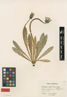 Isotype of Taraxacum xiphoideum G.E.Haglund [family ASTERACEAE]