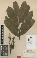 Type of Aporrhiza multijuga Gilg [family SAPINDACEAE]