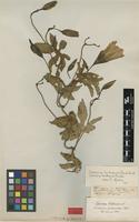 Type of Ipomoea kentrocaulos C.B.Clarke [family CONVOLVULACEAE]