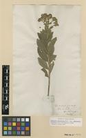 Filed as Lepidaploa glabra (Willd.) H. Rob. [family ASTERACEAE]