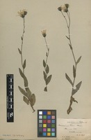 Isolectotype of Hieracium subtruncatum Beeby [family ASTERACEAE]