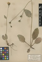 Type? of Hieracium pollichiae Sch.Bip. [family ASTERACEAE]