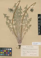 Syntype of Taraxacum acroglossum Dahlst. [family ASTERACEAE]