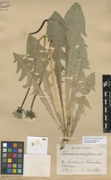 Syntype of Taraxacum croceiflorum Dahlst. [family ASTERACEAE]