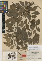 Isotype of Maniltoa psilogyne Harms [family FABACEAE]