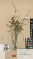 Syntype of Cyperus pseudokyllingioides Kük. var. africanus Kük. [family CYPERACEAE]