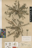 Syntype of Taraxacum hellenicum Dahlst. [family ASTERACEAE]