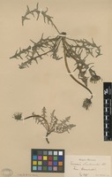 Syntype of Taraxacum landmarkii Dahlst. [family ASTERACEAE]