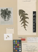 Type of Taraxacum recurvilobum Dahlst. [family ASTERACEAE]