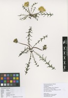Filed as Taraxacum falcatum Brenner [family ASTERACEAE]