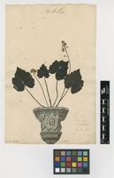 Lectotype of Tiarella cordifolia L. [family SAXIFRAGACEAE]
