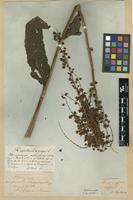 Type of Rumex conspersus Hartm. [family POLYGONACEAE]