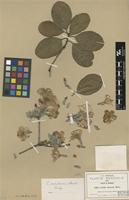 Isotype of Cordia morelosana Standl. [family BORAGINACEAE]