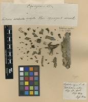 Type of Euphorbia ingens E.Mey. ex Boiss. [family EUPHORBIACEAE]