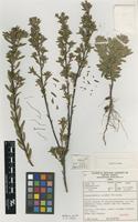 Isotype of Leucadendron rourkei I.Williams [family PROTEACEAE]