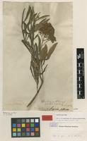 Isotype of Scoparia arborea L.f. [family SCROPHULARIACEAE]