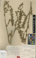 Type of Chenopodium rostratum Aellen ex Blom [family CHENOPODIACEAE]