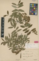 Lectotype of Sorbus sibirica Hedl. [family ROSACEAE]