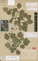 Lectotype of Crataegus palmstruchii Lindm. [family ROSACEAE]