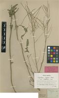 Lectotype of Sisymbrium capense Thunb. var. latifolium Sond. [family BRASSICACEAE]