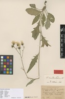 Isolectotype of Hieracium subramosum Lönnr. var. xanthostylum Dahlst. [family ASTERACEAE]