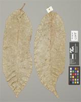 Holotype of Tricharia vainioi R. Sant. [family GOMPHILLACEAE]