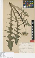 Isotype of Taraxacum arrectipes G.E.Haglund [family ASTERACEAE]