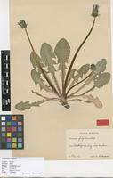 Isotype of Taraxacum fulgidum G.E.Haglund [family ASTERACEAE]