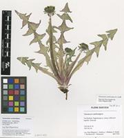 Filed as Taraxacum xanthostigma H.Lindb. [family ASTERACEAE]