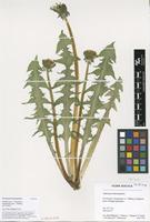 Filed as Taraxacum leucopodum G.E.Haglund [family ASTERACEAE]