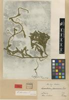 Type? of Lycopodium japonicum Thunb. ex Murray [family LYCOPODIACEAE]