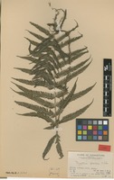 Type? of Thelypteris subochthodes Ching [family THELYPTERIDACEAE]