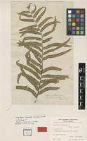 Isolectotype of Aspidium biserratum Sw. [family NEPHROLEPIDACEAE]