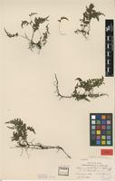 Type of Athyrium hyalostegium Copel. [family THELYPTERIDACEAE]