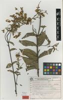 Isotype of Banisteriopsis hatschbachii B.Gates [family MALPIGHIACEAE]
