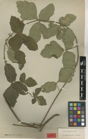 Type of Serjania grammatophora Radlk. [family SAPINDACEAE]