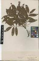 Type of Cupania spruceana Benth. [family SAPINDACEAE]