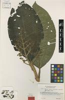 Holotype of Miconia sparrei Wurdack [family MELASTOMATACEAE]