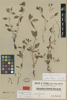 Isotype of Alternanthera reineckii Briq. [family AMARANTHACEAE]