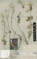 Type of Gomphrena mandonii R.E.Fr. [family AMARANTHACEAE]