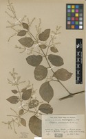 Type of Pfaffia occidentalis R.E.Fr. [family AMARANTHACEAE]
