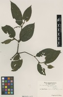 Isotype of Piper puyoense Yunck. [family PIPERACEAE]