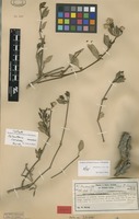 Isotype of Alternanthera coriacea Herzog [family AMARANTHACEAE]