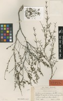 Type of Tortuella abietifolia Urb. & Ekman [family RUBIACEAE]