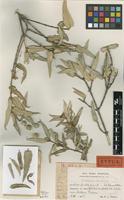 Type of Guettarda angustata Urb. & Ekman [family RUBIACEAE]