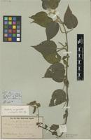 Type of Acalypha amblyodonta (Müll. Arg.) Müll. Arg. var. hispida Müll. Arg. [family EUPHORBIACEAE]