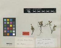 Isotype of Acalypha chamaedrifolia (Lam.) Müll.Arg. var. nana Müll.Arg. [family EUPHORBIACEAE]