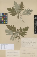 Filed as Sorbus aucuparia x hybrida [family ROSACEAE]